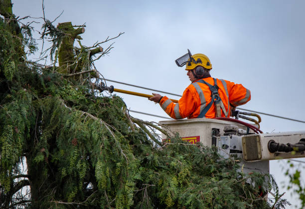 How Our Tree Care Process Works  in  Farmville, NC