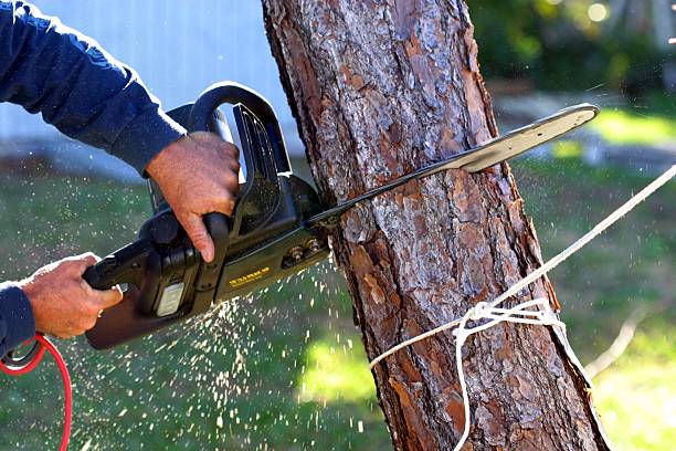 Leaf Removal in Farmville, NC